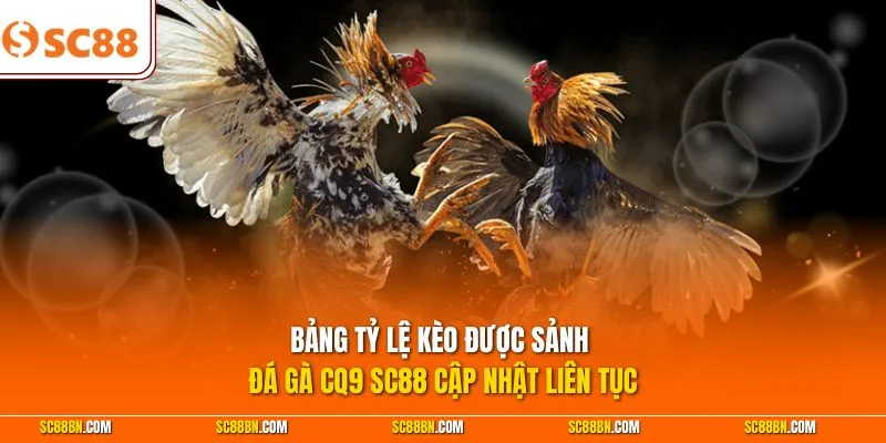 Bảng tỷ lệ kèo được sảnh đá gà CQ9 SC88 cập nhật liên tục